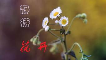 静待花开什么意思_且听风吟静待花开什么意思