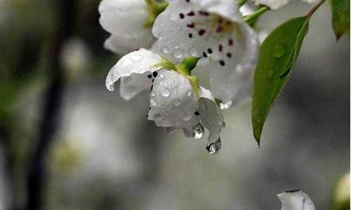 梨花带雨什么意思_梨花带雨什么意思解释