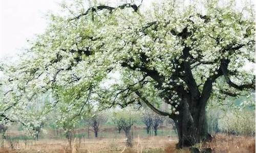 杨花榆荚无才思_杨花榆荚无才思 惟解漫天作雪飞